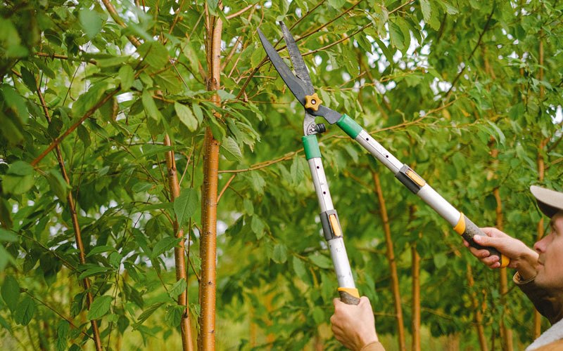 Tree trimming in Nezperce, ID